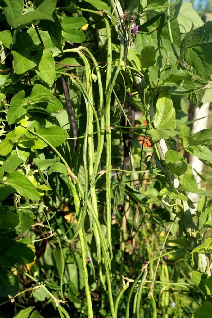 Spargelbohne (Vigna unguiculata subsp. sesquipedalis) - Kultur 2019 - Hortus Delirantium